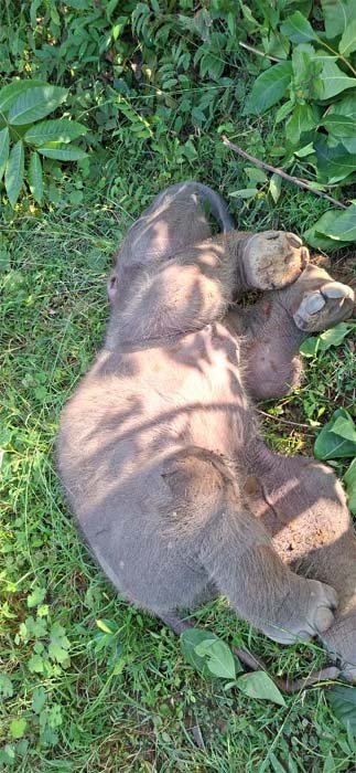 haathi shava