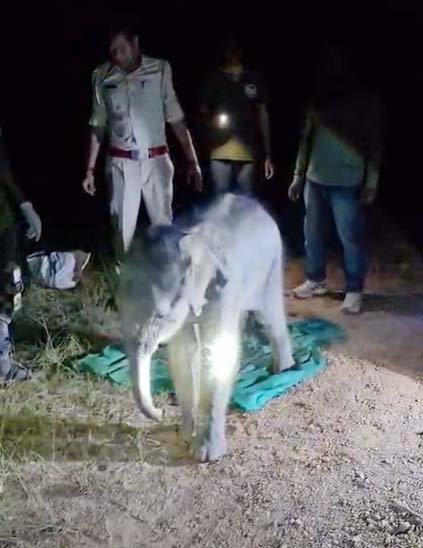 haathi shava gum1